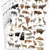 Stickers Playbox Vilda Djur